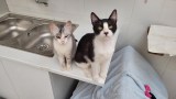 Pumba und Timon